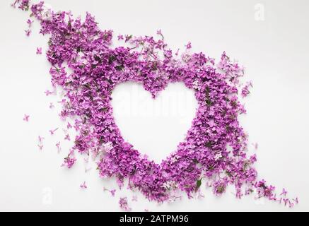 Lila Blumen in Herzform isoliert auf weißem, frühlingsliebendem Konzept Stockfoto