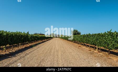 Schöne Aussicht auf einen Weinberg in Mendoza, Argentinien. Hintergrund Der Natur. Stockfoto