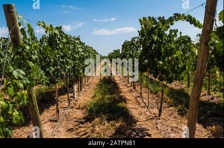 Schöne Aussicht auf einen Weinberg in Mendoza, Argentinien. Hintergrund Der Natur. Stockfoto