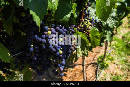 Nahaufnahme von Rebstöcken in einem Weinberg. Mendoza, Argentinien. Stockfoto