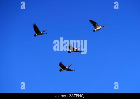 Eine Schar von 4 kanadischen Gänsen, die in Formation mit blauem Himmel fliegen. Scottsdale, Arizona. Stockfoto