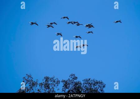 Kanadische Gänse, die mit blauem Himmel und Bäumen in Formation fliegen. Stockfoto