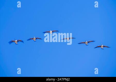 Kreative Bewegungsunschärfe von kanadischen Gänsen, die in Formation mit blauem Himmel fliegen. Stockfoto