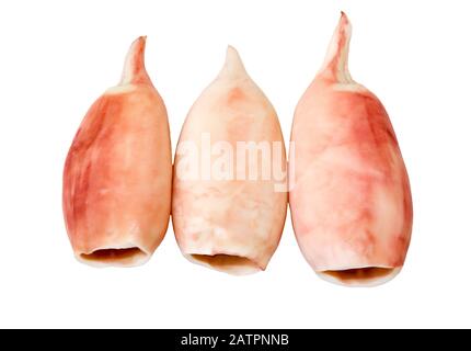 Tintenschlauch gekocht. Gekochtes, auf weißem Hintergrund isoliertes Squid-Filet. Meeresfrüchte. Stockfoto
