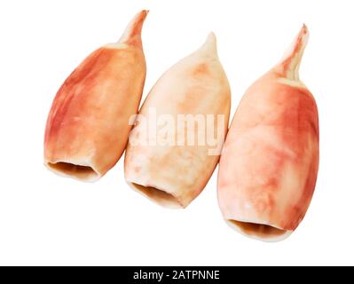 Tintenschlauch gekocht. Gekochtes, auf weißem Hintergrund isoliertes Squid-Filet. Meeresfrüchte. Stockfoto