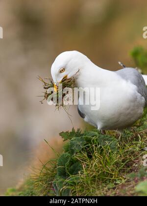 Schwarzbeiniger Kittiwake (Rissa tridactyla), eine Möwe in der Familie Laridias, sammelt Gräser & Vegetation für das Nest, RPB Bempton Cliffs Nature Reserve. Stockfoto