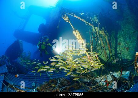 Schulausbildung Gelbflossen-Ziegenfisch, Mulloidichthys vanicolensis und Sporttaucher über dem Schiffswrack Salem Express, Safaga, Ägypten, Rotes Meer, Indischer Ozean, MR Stockfoto