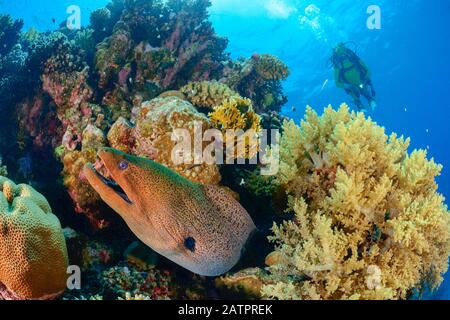 Riesenmoränen, Gymnothorax javanicus und Sporttaucher, Wadi Gimal, Marsa Alam, Ägypten, Rotes Meer, Indischer Ozean, MR Stockfoto