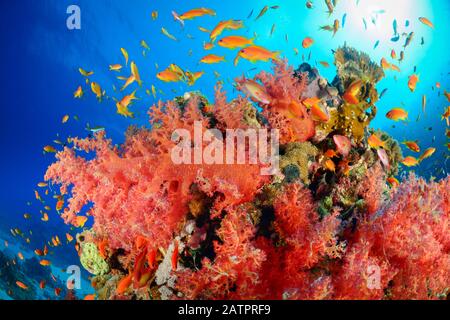 Hemprichs Red Soft Tree Coral andSea Goldie, Dendronephthya hemprichi, Pseudanthias squamipinnis und Scuba Diver, Marsa Alam, Wadi Gimal, Ägypten, Rot Stockfoto