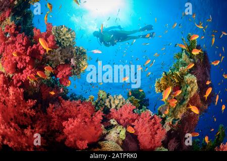 Hemprichs Red Soft Tree Coral andSea Goldie, Dendronephthya hemprichi, Pseudanthias squamipinnis und Scuba Diver, Marsa Alam, Wadi Gimal, Ägypten, Rot Stockfoto