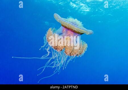 Kronenquallen, Netrostoma setouchianum, Kleiner Bruder, Brother Islands, Brüder, Ägypten, Rotes Meer, Indischer Ozean Stockfoto