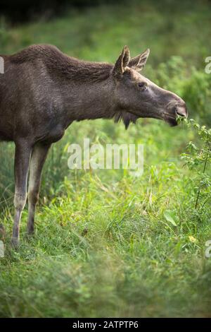 Europäischen Elch, Alces alces, auch als der Elch bekannt Stockfoto