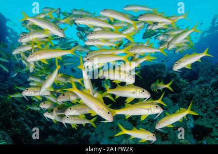 Schulbildung Gelbflossen-Ziegenfisch, Mulloidichthys vanicolensis, Hurghada, Ägypten, Rotes Meer, Indischer Ozean Stockfoto