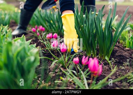 Bauer lockert Boden mit Handgabel unter den Frühlings-Tulpen Blumen im Garten. Hobby- und Landwirtschaftskonzept Stockfoto