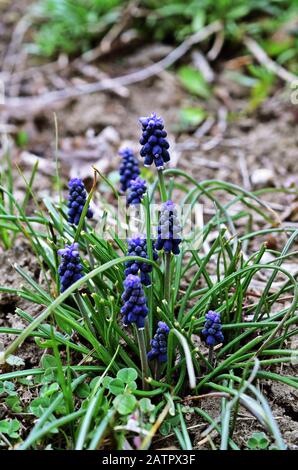 Muscari botryoides - Traubenhyazinthen Stockfoto