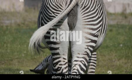 Afrikanische schönen zebra Essen frische grüne Gras. Stockfoto