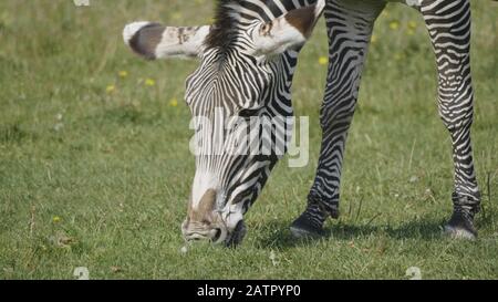 Afrikanische schönen zebra Essen frische grüne Gras. Stockfoto