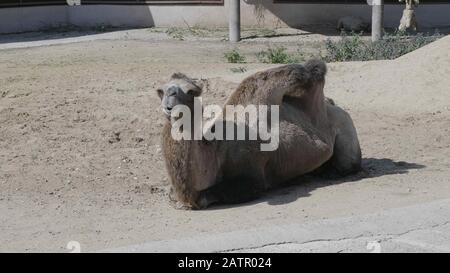 Dromedare, die an einem sonnigen Tag auf dem Sand liegen. Stockfoto