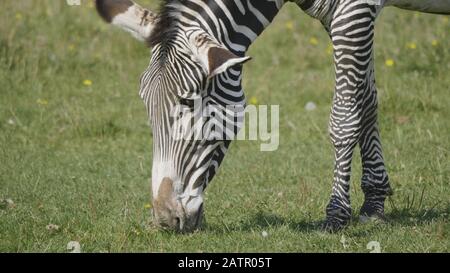 Afrikanische schönen zebra Essen frische grüne Gras. Stockfoto
