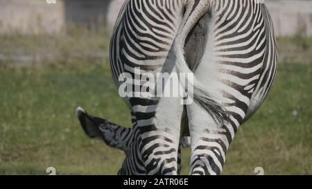 Afrikanische schönen zebra Essen frische grüne Gras. Stockfoto