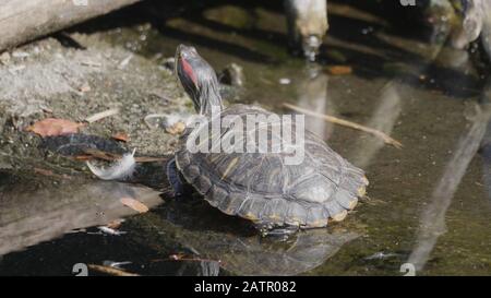 Ruby-eared schöne Schildkröte sitzt auf einem Log im Wasser. Stockfoto