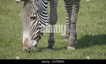 Afrikanische schönen zebra Essen frische grüne Gras. Stockfoto