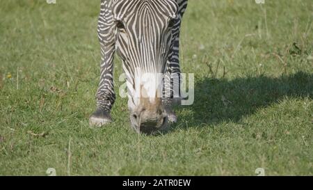 Afrikanische schönen zebra Essen frische grüne Gras. Stockfoto