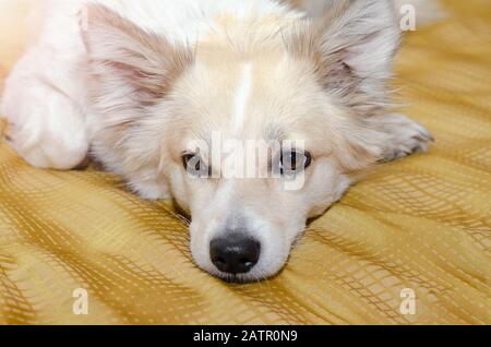 Schläfriger, auf einer Decke ruhender Furry-Hund Stockfoto