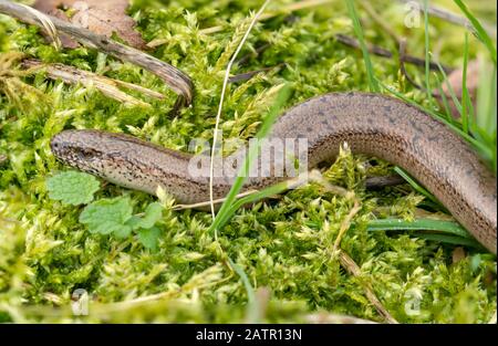 Ein männlicher langsamer Wurm (Anguis fragilis), der Anfang Februar auf Moos baskelt, eine sehr frühe Entstehung aus dem Winterschlaf aufgrund eines milden Winters, Surrey, Großbritannien Stockfoto