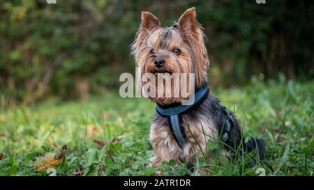 Süße liebenswerte Yorkshire Terrier Yorkie auf Gras sitzend, klatschen Stockfoto