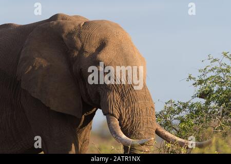 Elefant in der Wildnis Afrikas Stockfoto