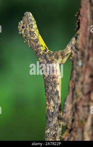 Indische Flugeidechse, Draco dussumieri, Westghats, Sahyadri Mountain Range, UNESCO-Weltkulturerbe Goa, Indien Stockfoto