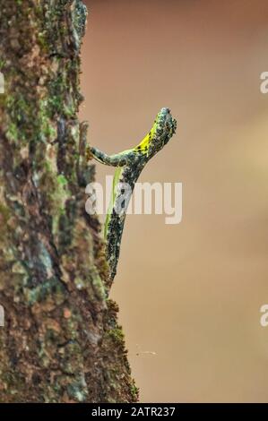 Indische Flugeidechse, Draco dussumieri, Westghats, Sahyadri Mountain Range, UNESCO-Weltkulturerbe Goa, Indien Stockfoto