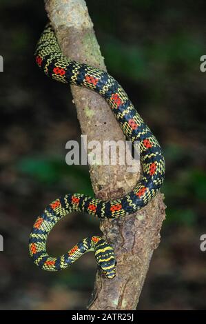 Goldene Baumschlange oder verzierte fliegende Schlange, Chrysopelea ornata, westliche Ghats, Sahyadri, UNESCO-Weltkulturerbe, Goa, Indien Stockfoto