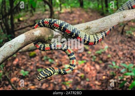 Goldene Baumschlange oder verzierte fliegende Schlange, Chrysopelea ornata, westliche Ghats, Sahyadri, UNESCO-Weltkulturerbe, Goa, Indien Stockfoto