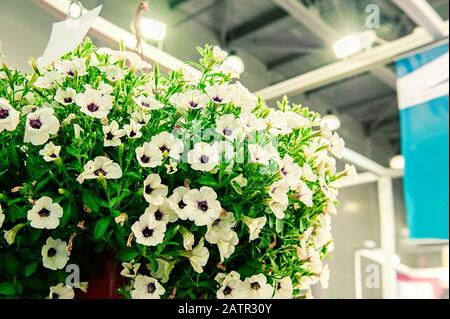 Ein Blumenstrauß aus mehrfarbigen Petunien. Weiße Petunien in Töpfen schmücken den Raum. Landschaftsgestaltung des Geländes. Stockfoto