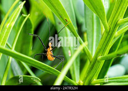 Milchweed-Asassin-Wanze (Zelus longipes). Florianopolis, Santa Catarina, Brasilien. Stockfoto