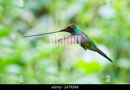 Schwert-billed Hummingbird, Ensifera ensifera, Papallacta, Provinz Napo, Ecuador, Südamerika Stockfoto