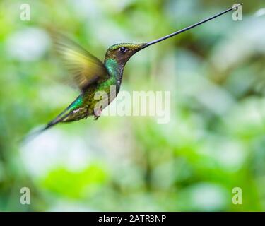 Schwert-billed Hummingbird, Ensifera ensifera, Papallacta, Provinz Napo, Ecuador, Südamerika Stockfoto