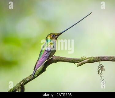 Schwert-billed Hummingbird, Ensifera ensifera, Papallacta, Provinz Napo, Ecuador, Südamerika Stockfoto