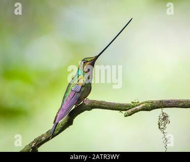 Schwert-billed Hummingbird, Ensifera ensifera, Papallacta, Provinz Napo, Ecuador, Südamerika Stockfoto