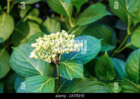 Hortensienblüte auf grünem Blattgrund Stockfoto