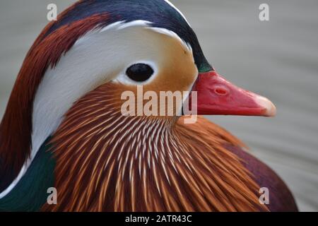 Mandarinente - Aix Galericulata - wunderschöne Farben - Eingeborener Ostasien - Wasservögel auf Einem See in North Yorkshire - Großbritannien Stockfoto