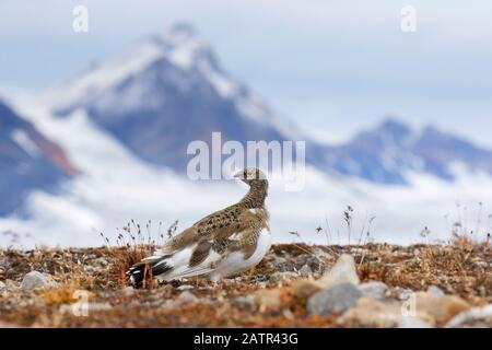 Rock-Ptarmigan (Lagopus muta / Lagopus mutus) weiblich auf der Tundra im Herbst, Spitzbergen, Norwegen Stockfoto