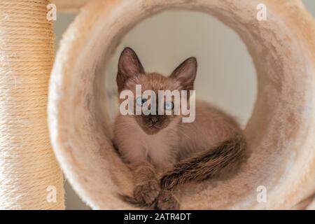 Niedliche Kätzchen verstecken sich in einem Spieltunnel. Reinrassige 2 Monate alte Siamkatze mit blauen Mandelförmigen Augen auf beigem Hintergrund. Konzepte von Haustieren spielen sich versteckt Stockfoto