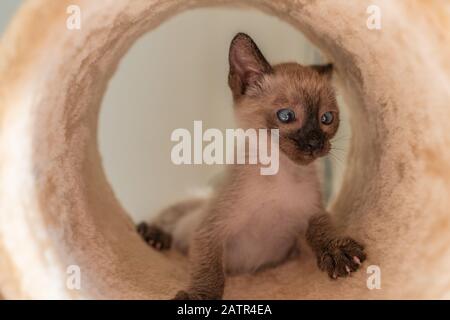 Lustige Kätzchen verstecken sich in einem Spieltunnel. Reinrassige 2 Monate alte Siamkatze mit blauen Mandelförmigen Augen auf beigem Hintergrund. Konzepte von Haustieren spielen sich versteckt Stockfoto