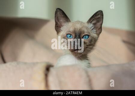 Niedliche Kätzchen verstecken sich in einem weichen Korb. Reinrassige 2 Monate alte Siamkatze mit blauen Mandelförmigen Augen auf beigefarbenem Korbhintergrund. Konzepte von Haustieren spielen h Stockfoto