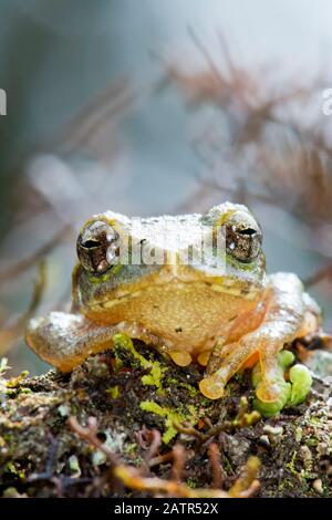 Pseudophilautus frankenbergi, eine endemische Art der Frosch im Rhacophoridae Familie mit einer sehr eingeschränkte Distribution reichen von der Cloud forest o Stockfoto