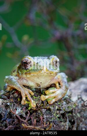 Pseudophilautus frankenbergi, eine endemische Art der Frosch im Rhacophoridae Familie mit einer sehr eingeschränkte Distribution reichen von der Cloud forest o Stockfoto