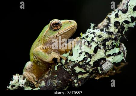 Pseudophilautus frankenbergi, eine endemische Art der Frosch im Rhacophoridae Familie mit einer sehr eingeschränkte Distribution reichen von der Cloud forest o Stockfoto